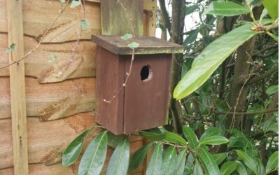 Lake View Care Home Celebrates Nesting Robin and Signs of New Life
